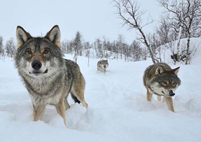 Canadian Wolves